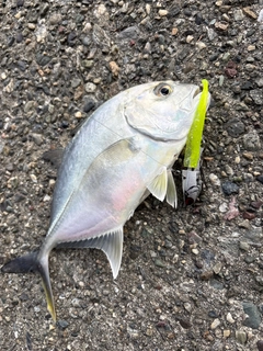 メッキの釣果