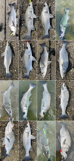 ヒラスズキの釣果