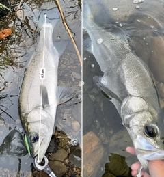 シーバスの釣果