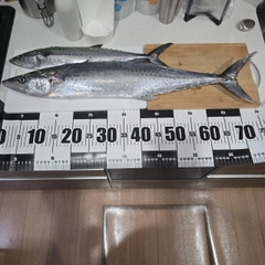 サワラの釣果