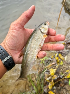 ウグイの釣果