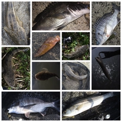 マゴチの釣果