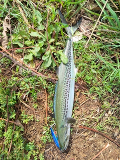サゴシの釣果