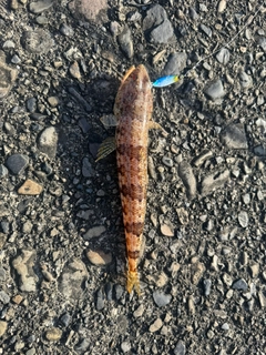 アカエソの釣果