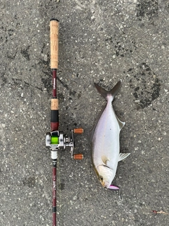 ショゴの釣果