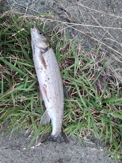 ウグイの釣果