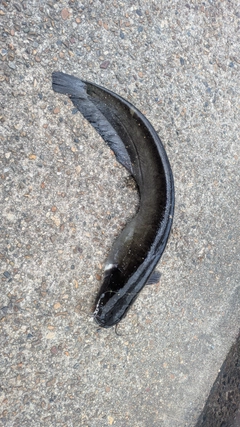 ナマズの釣果