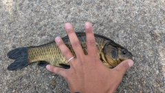 ギンブナの釣果