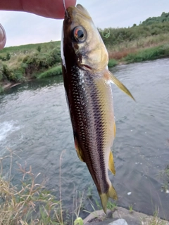 カワムツの釣果