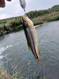 カワムツの釣果