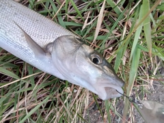 ウグイの釣果