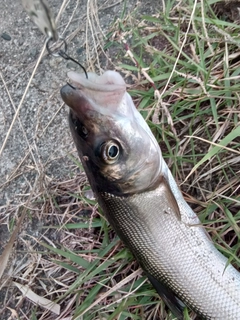 ウグイの釣果
