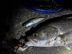 シーバスの釣果