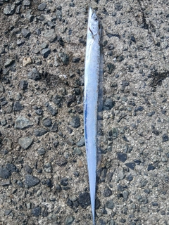 タチウオの釣果