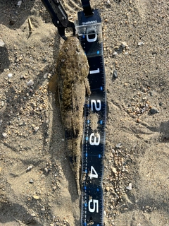 マゴチの釣果