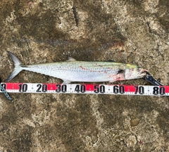 サワラの釣果