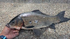 コイの釣果