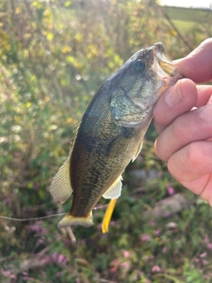 ラージマウスバスの釣果
