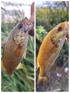 スモールマウスバスの釣果