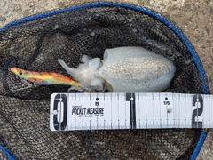 コウイカの釣果