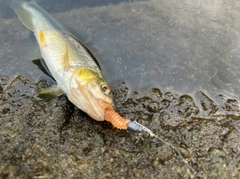 カワムツの釣果