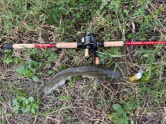 マナマズの釣果