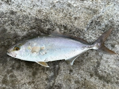 ショッコの釣果