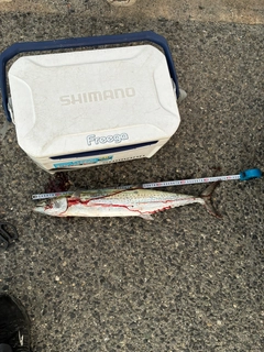 サワラの釣果
