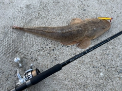 マゴチの釣果