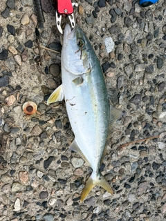 フクラギの釣果