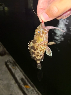 カサゴの釣果