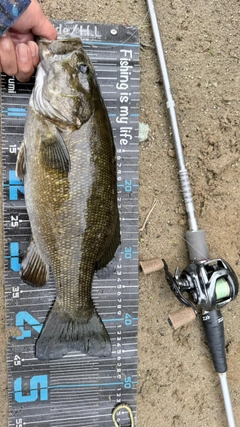 スモールマウスバスの釣果
