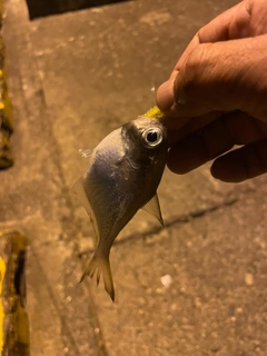 ハタンポの釣果