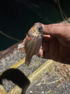 オオスジイシモチの釣果