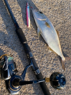 カンパチの釣果