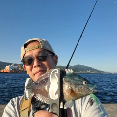 ホシササノハベラの釣果