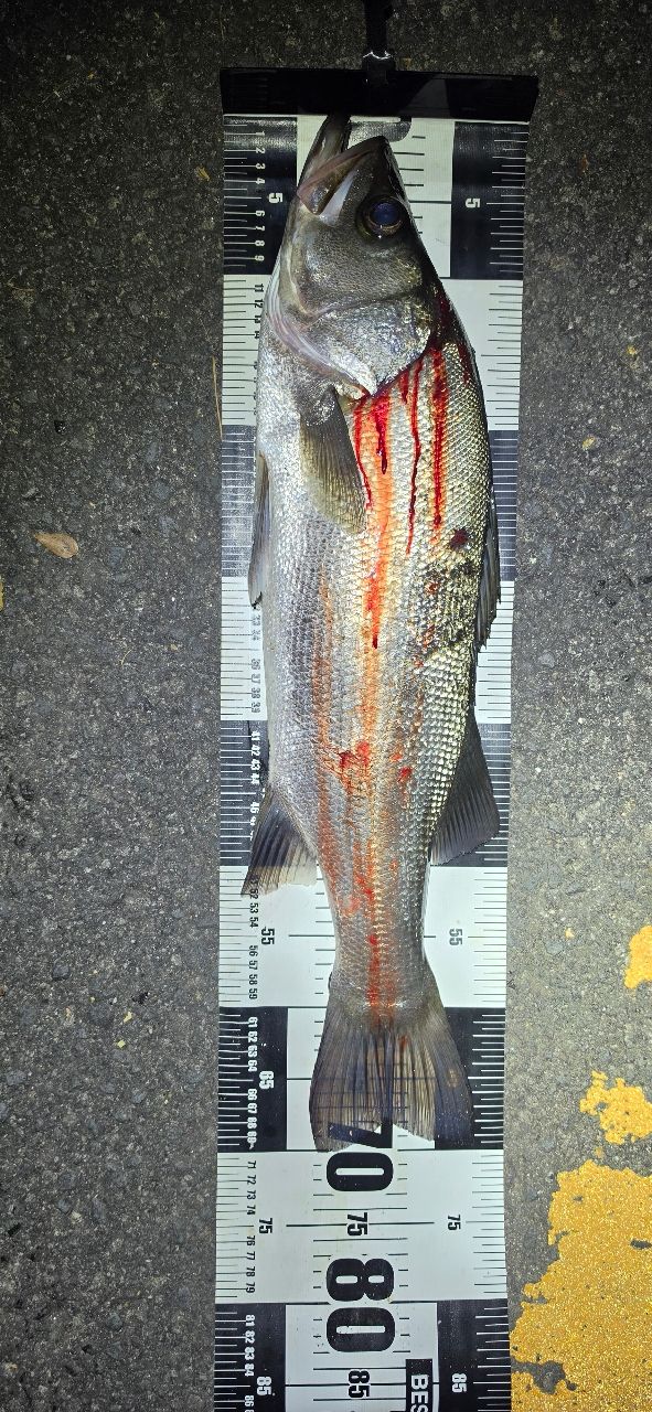 釣果は寝て待てさんの2026年10月22日(木)の釣行(鹿児島県 - 吹上浜（鹿児島）) - アングラーズ | 釣果600万件の魚釣り情報サイト