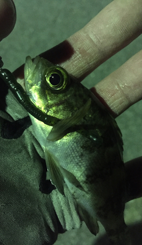 メバルの釣果