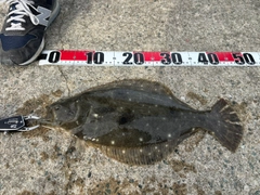 ヒラメの釣果