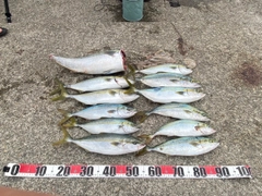 ハマチの釣果