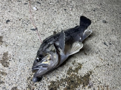 クロソイの釣果
