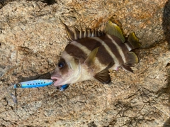 セトダイの釣果