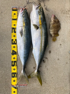 ハマチの釣果