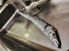 タチウオの釣果