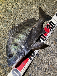クロダイの釣果