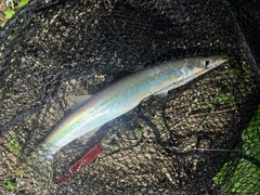 カマスの釣果