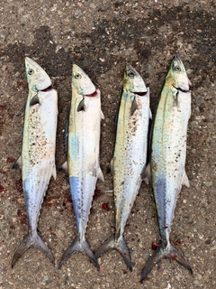 サワラの釣果