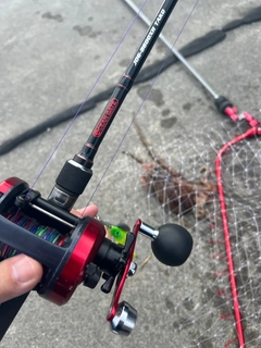タコの釣果