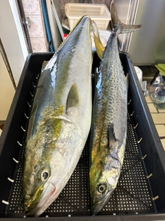ブリの釣果