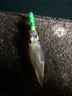 ヤリイカの釣果